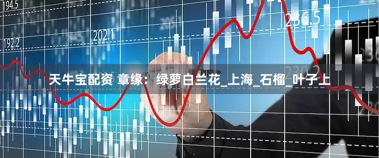天牛宝配资 章缘：绿萝白兰花_上海_石榴_叶子上